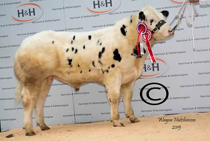 Male & Reserve Overall Champion - Solway View Jackpot