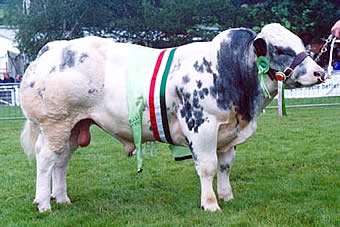 Belgium blue cow