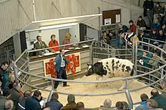 chelford sale ring