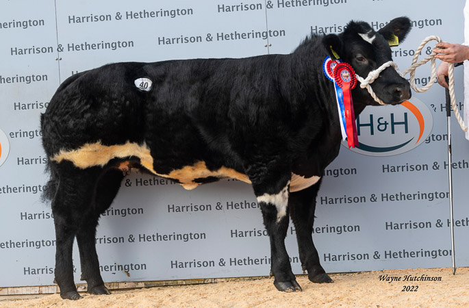 Clifftown Royal Highness - Res Female Champion - 5000gns