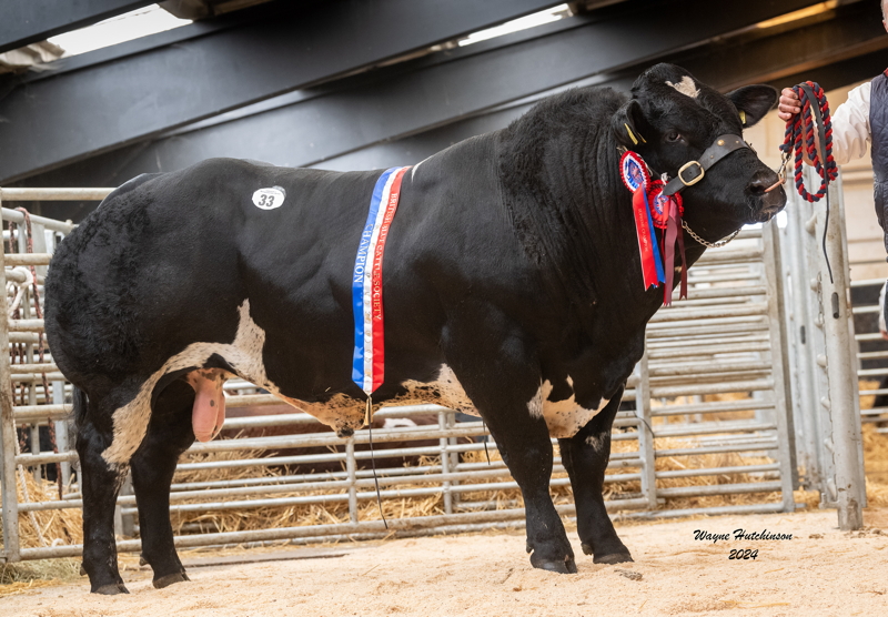 Knockagh Show King