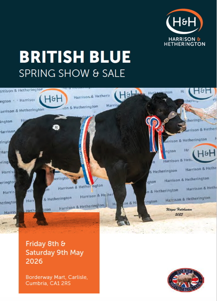 Pedigree British Blue Bulls and Females