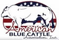 American Blue Cattle