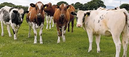 Blue cross and pure Ayrshire heifers