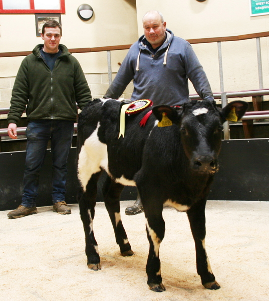 CCM New Year Calf Show