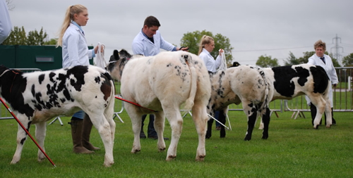 North East British Blue Club Annual Calf Show