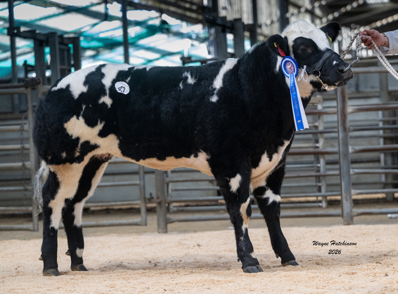 Solway View Valentine