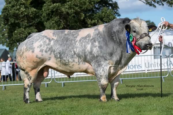 Croftends Iceman, Reserve Bull and Reserve Supreme Champion