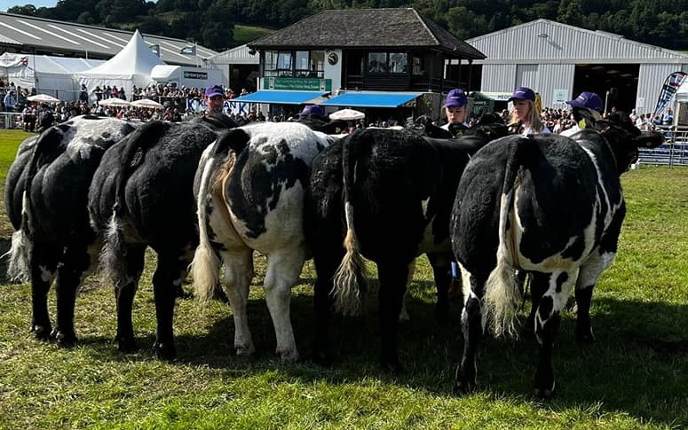 RWAS Beef Cattle Team of Five